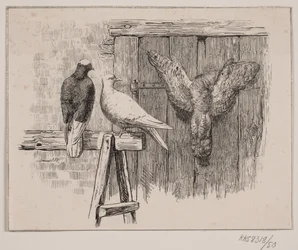 Les pigeons