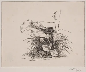 La Violette