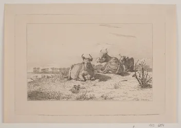 Vaches au repos