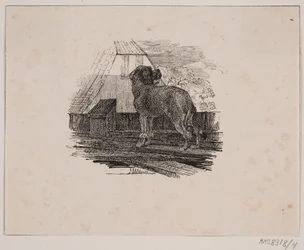 Le caniche