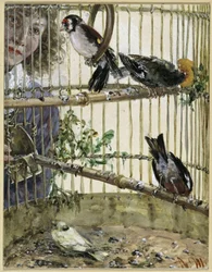 Les chardonnerets et le canari chez Bauer. Extrait de « L
