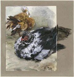 Deux canards turcs. De l