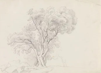 Arbres à feuilles caduques