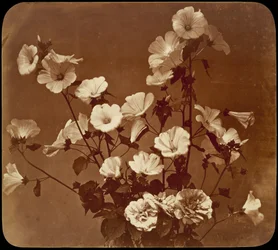 [Étude florale, rose de Sharon]