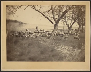 [Le berger et son troupeau de moutons]
