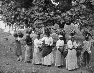 Porteurs de Bananes, Jamaïque