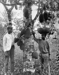 Jacquier, Jamaïque, vers 1905