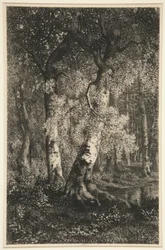Les hêtres