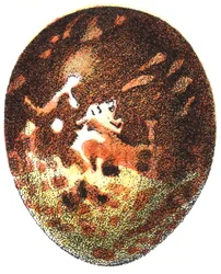 Œuf de bondrée apivore (Pernis apivorus), 1923