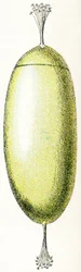 Œuf de lamproie, 1923
