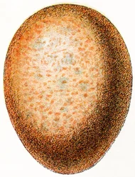 Œuf de faucon, 1923