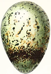 Œuf de guillemot, 1923