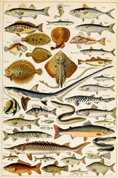 Illustration de poissons comestibles, vers 1923