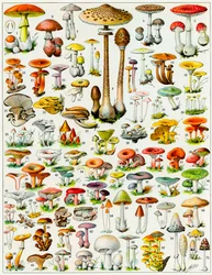 Illustration de champignons, v. 1923