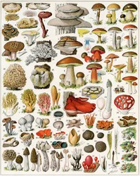 Illustration de champignons vers 1923