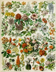 Illustration de plantes à fleurs vers 1923