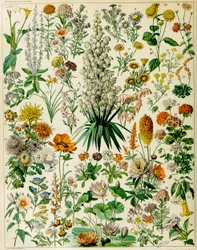 Illustration de plantes à fleurs, vers 1923
