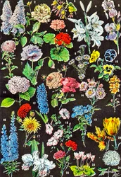 Illustration de fleurs de jardin vers 1923