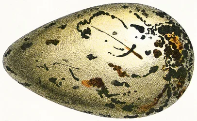 Œuf de grand pingouin, 1923