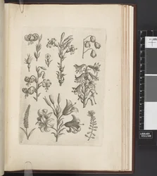 Illustration de plantes, 