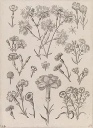 Jonquilles