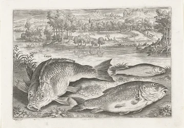 Trois carpes sur une rive