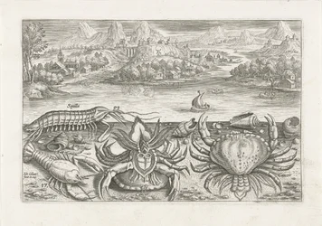 Quelques crustacés sur la plage