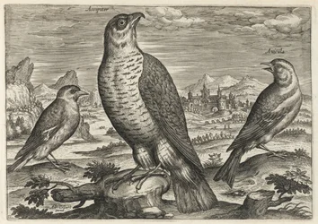 Faucon et moineaux