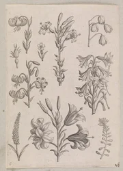 Lys