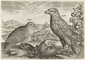 Perdrix et aigle