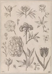 Pivoine