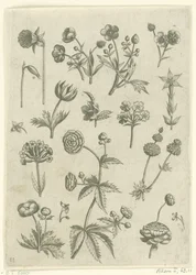 Renoncules, primevères et boutons d