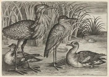 Harle, butor, héron et sarcelle