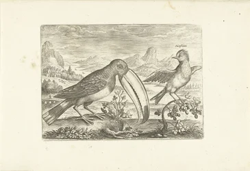Deux oiseaux exotiques dans un paysage