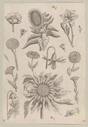 Deux tournesols