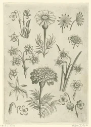 Différentes fleurs, violettes et narcisses