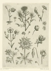 Différentes fleurs, dont ancolie et cyclamen (série Florilegium)
