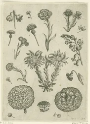 Différentes fleurs, y compris le chrysanthème et le chardon