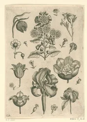 Diverses fleurs dont iris et violette