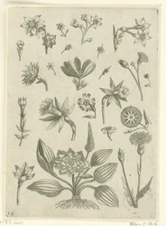 Différentes fleurs, y compris des jonquilles trompettes