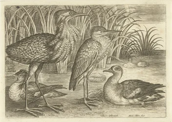 Quatre échassiers le long d