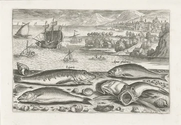 Cinq poissons sur la plage