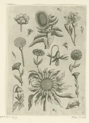 Tournesol et autres fleurs