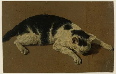 Chat couché avec la tête entre les pattes avant