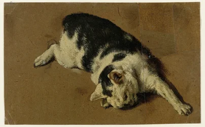 Chat couché sur le côté, patte avant gauche étendue