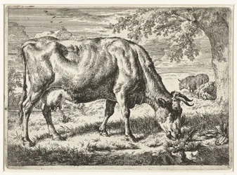 Vache broutant et deux moutons