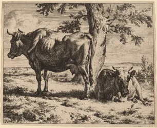 Deux vaches sous un arbre