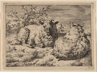 Deux moutons couchés