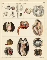 Anatomie des mollusques bivalves (lithographie)