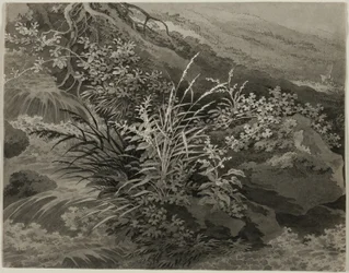 Coin du pré avec des roseaux et d
